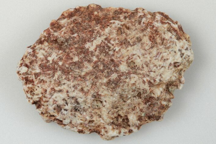 Fossil Phytosaur Scute - New Mexico #192710